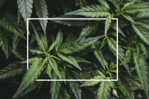 How Will The New Marijuana Laws Affect My Custody Case?